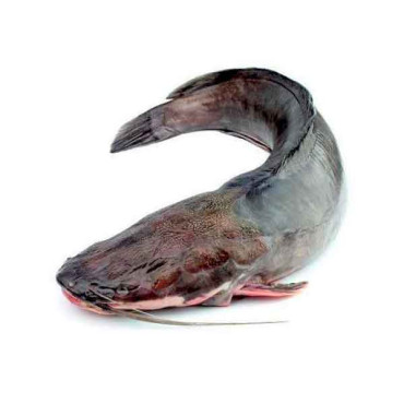 FRESH CAT FISH - 1KG PKT