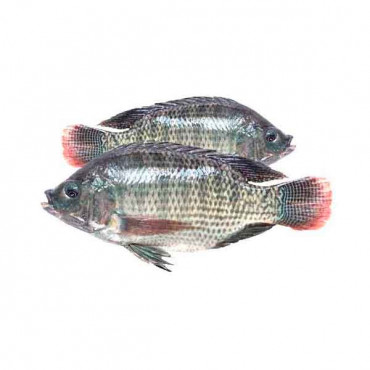 Fresh Egyptian Tilapia Big - 1Kg (Approx) 