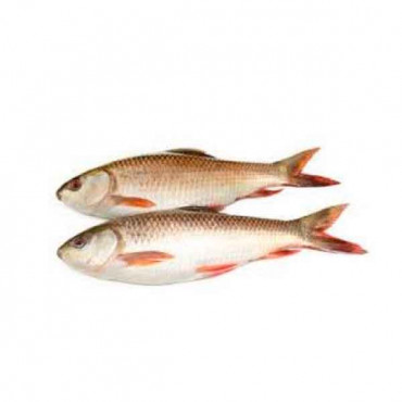 Fresh Rohu Fish  - 1Kg (Approx) 