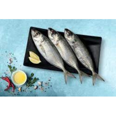 SCAD - KANAMEEN FISH